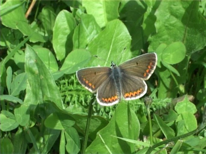 Dunkelbrauner Bläuling ( Arica agestis ) : Nettersheim/Urfttal, Eifel, 19.08.2006